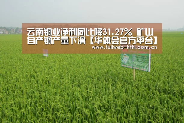 云南铜业净利同比降31.27% 矿山自产铜产量下滑【华体会官方平台】(图3) 华体会官方网站入口